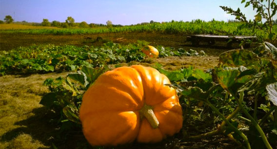 A large orange pumpkin sits among green leaves in a pumpkin patch, tempting your Autumn Appetite. Another pumpkin and fields stretch into the background under a clear blue Alexandria sky.