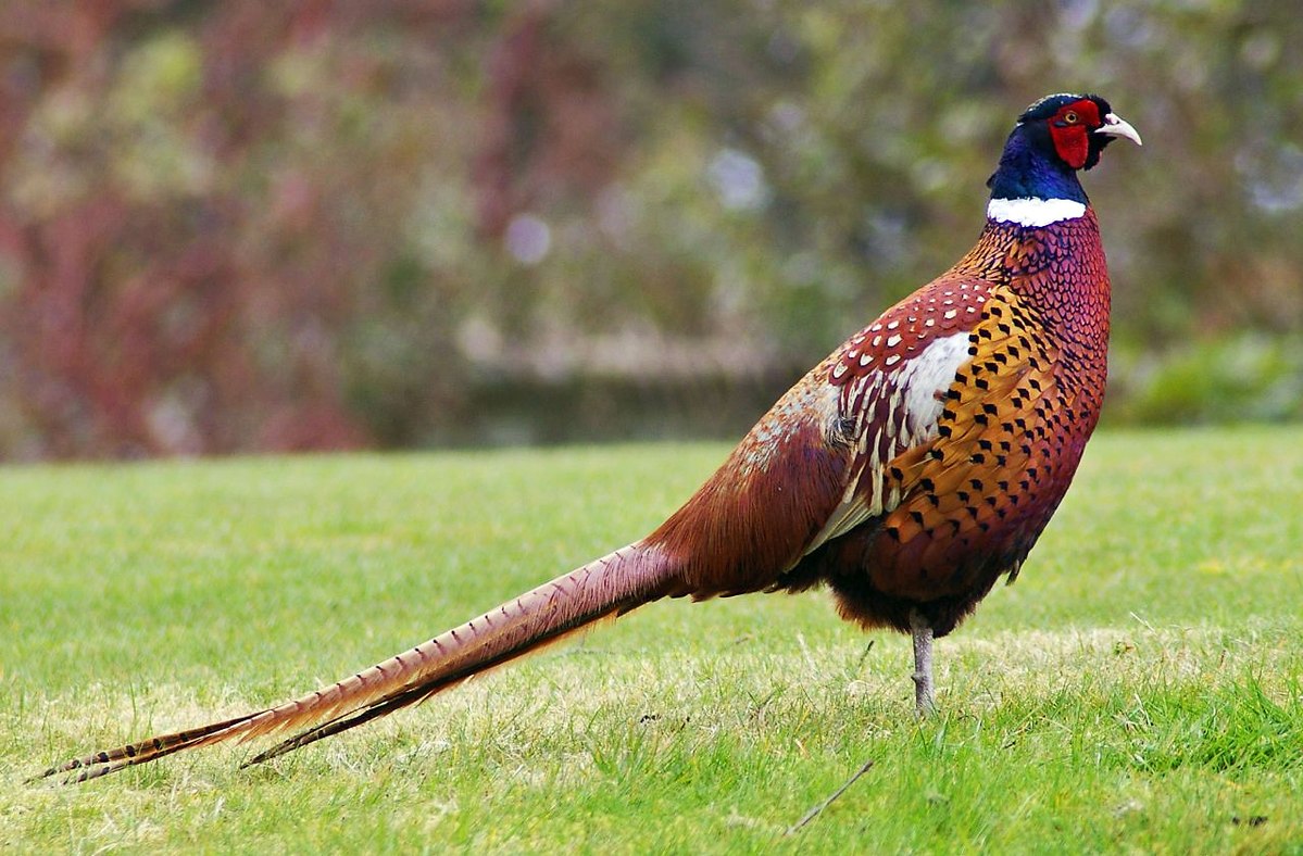 A male pheasant with colorful, iridescent plumage, long tail, and red face stands on green grass with a blurred, natural background—an ideal scene admired by members of the American Heritage Hunting Club.