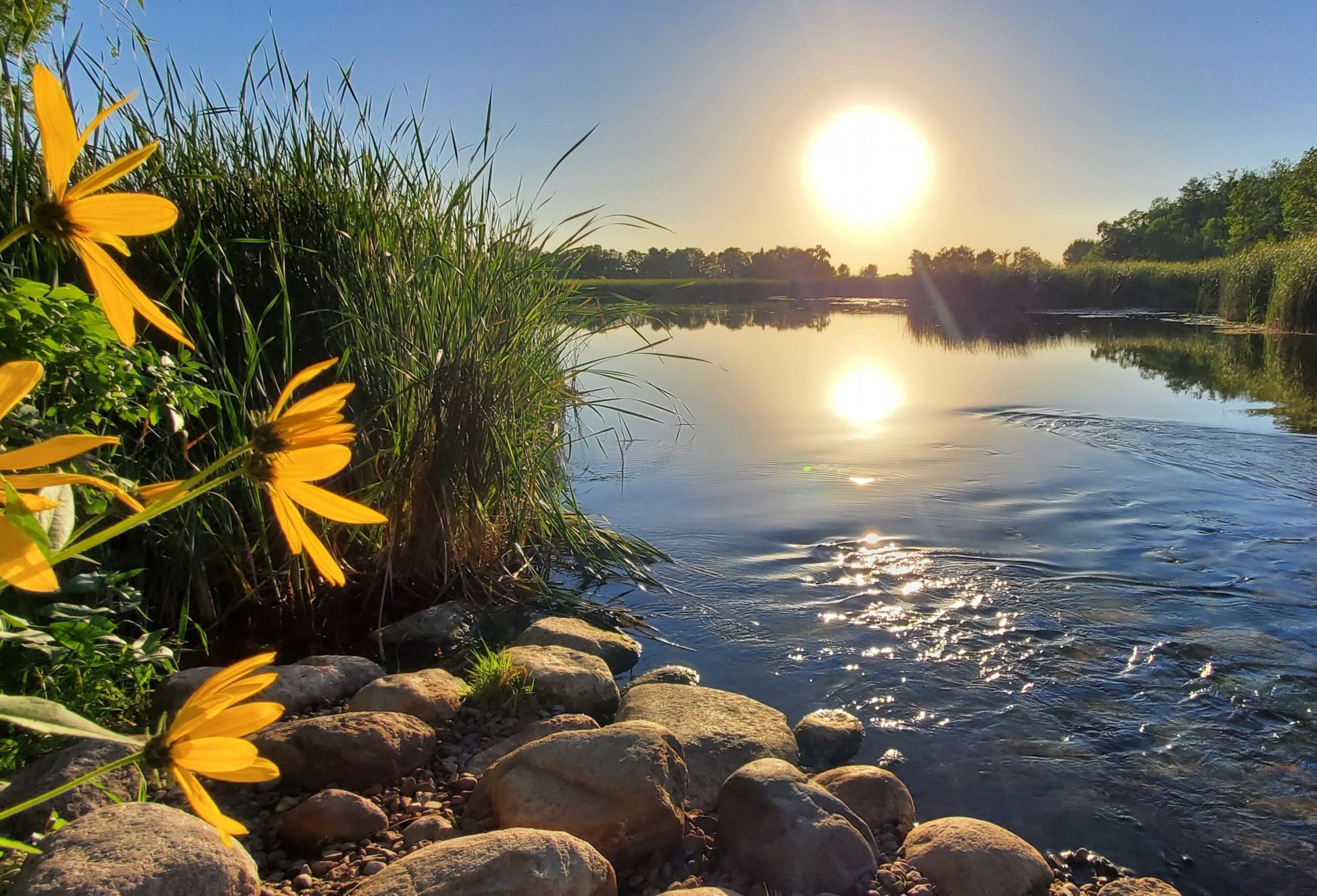 Bright yellow flowers and tall grasses line a rocky riverbank at sunset in Lake Carlos State Park. The sun is low, its reflection shimmering on the calm water, with distant trees under a clear blue sky.
