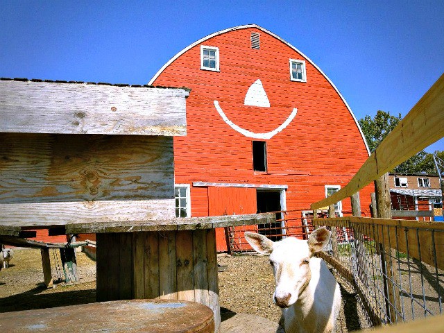 A white goat stands in front of a red barn with a large, white, smiling face painted on it at Erickson's Petting Zoo, under a clear blue sky. The barn and wooden structures surround the fenced area.