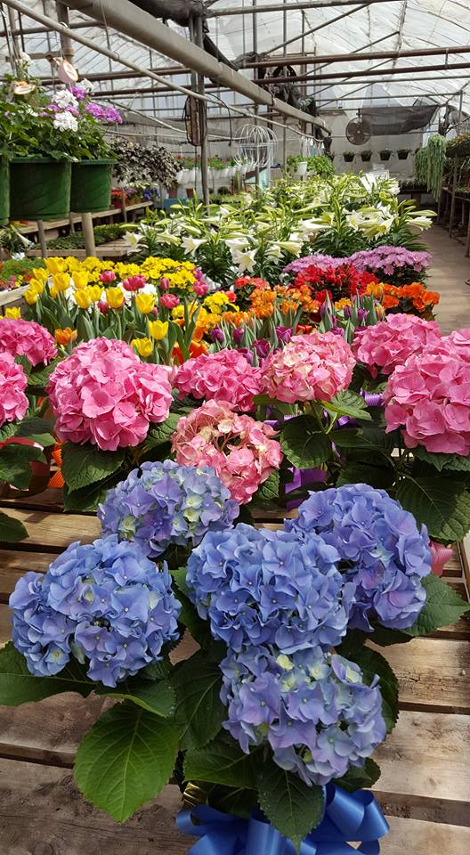 Colorful flowers, including blue and pink hydrangeas, tulips, and lilies, are arranged in rows on wooden tables inside a local greenhouse filled with natural light.