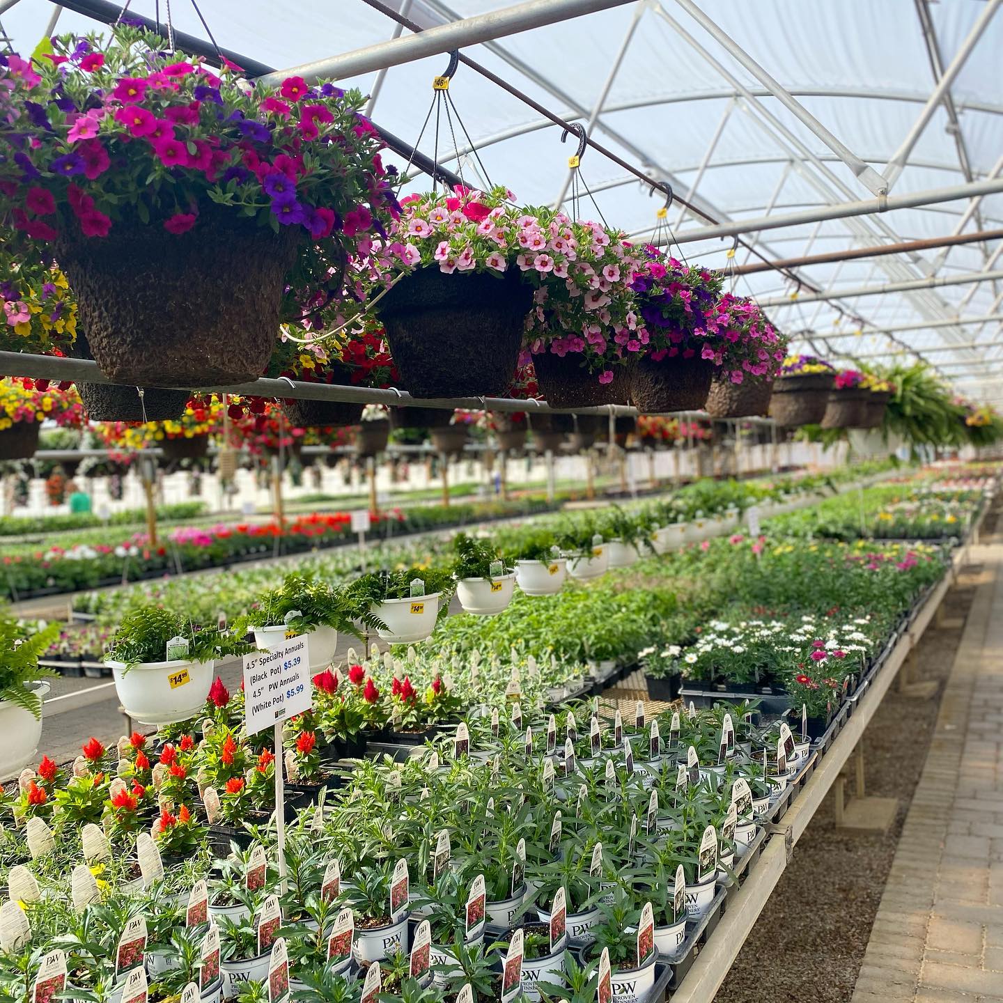 A greenhouse filled with rows of potted plants and flowers on tables, with colorful hanging baskets of pink and purple blooms suspended above. Sunlight streams in through the arched roof, capturing the vibrant beauty of Colorful Seasons.