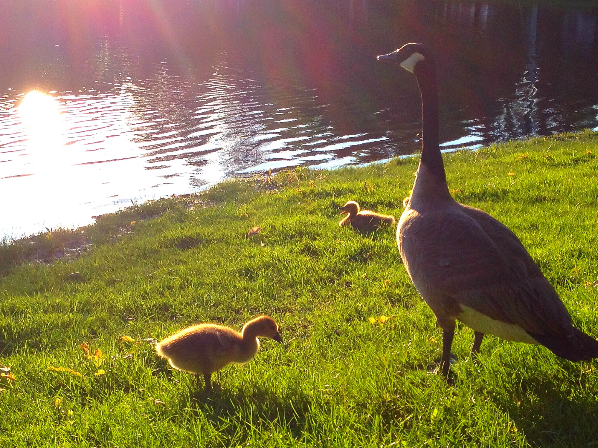 A goose and two goslings stand on sunlit grass near a pond in Goose Park, with sunlight reflecting off the water in the background.