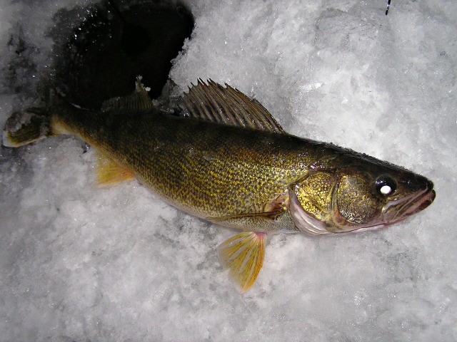 A walleye fish lies on a surface of cracked ice, showcasing its yellowish-green scales, sharp fins, and distinct white-tipped tail—an exciting catch from a first ice fishing adventure.