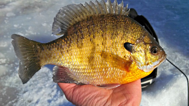 A person holds a colorful bluegill fish with golden-yellow and green scales, displaying it above a surface of ice—perfect for the last call for ice fishing.