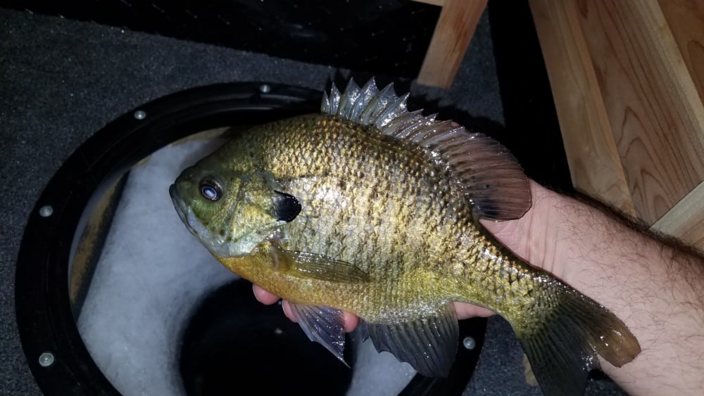A person holds a freshly caught sunfish over an ice fishing hole, with shimmering ice and wooden surfaces visible in the background.