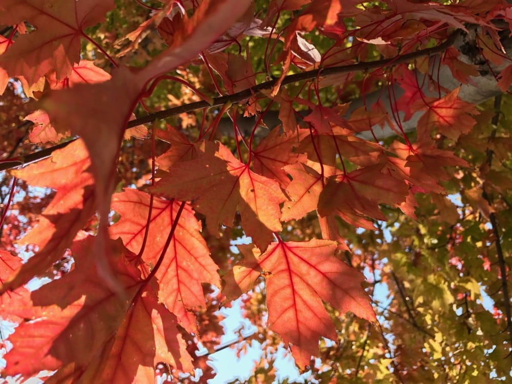 Close-up of red and orange autumn maple leaves on tree branches, with sunlight shining through them and casting shadows—capturing the first signs of fall colors appearing in the Alexandria Lakes area. Some green leaves are visible in the background.