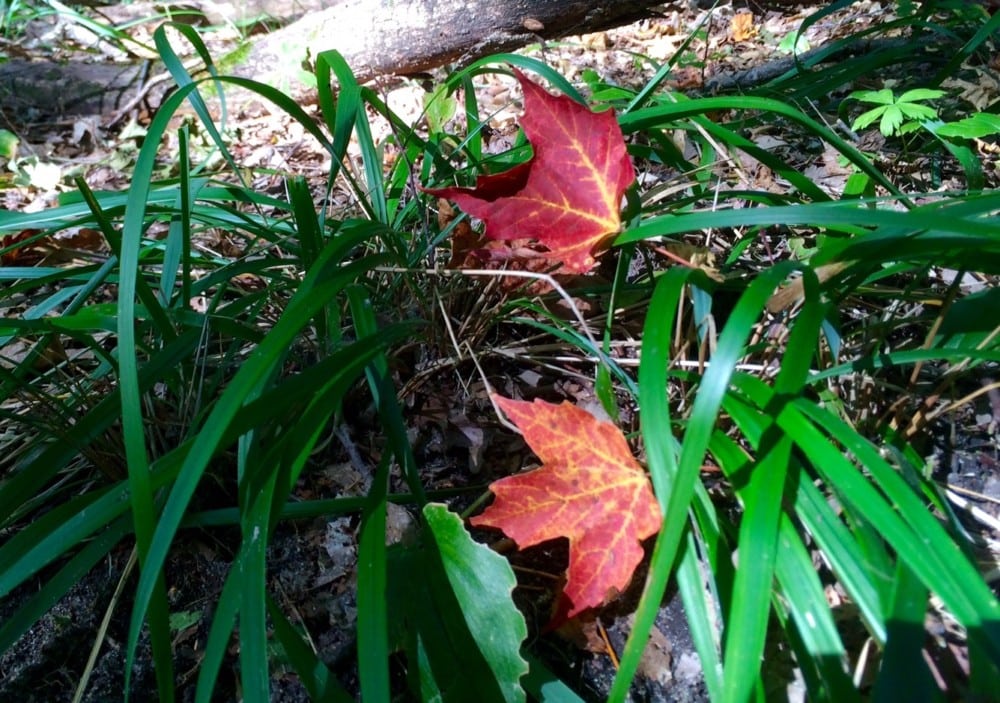 Two bright red maple leaves lie on green grass and brown forest floor, illuminated by sunlight—a perfect scene for an Alexandria area fall color update (with pictures) from Alexandria MN Tourism.