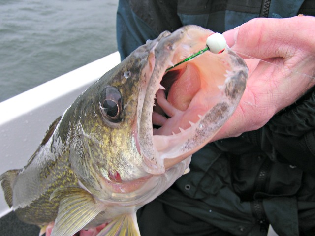 A person holds a large fish with its mouth wide open, revealing sharp teeth and a fishing hook from advanced jig techniques caught in its lip. The background shows water and part of a boat.