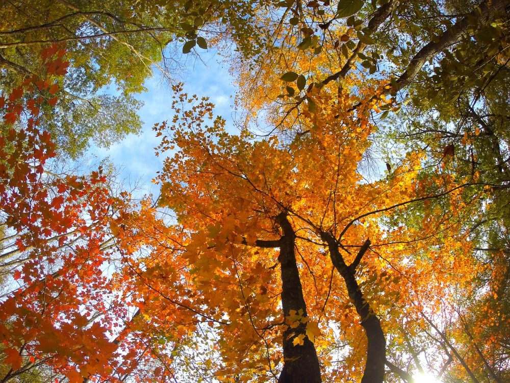 Tall trees with vibrant orange and red autumn leaves are seen from below in Alexandria on the brink of peak fall colors, their branches spreading against a bright blue sky as sunlight streams through the colorful canopy.