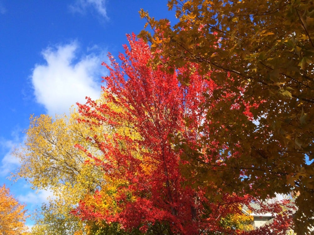 Bright red, yellow, and orange autumn leaves on trees under a clear blue sky with a few white clouds—discover 15 places to enjoy fall colors around Alexandria with Alexandria MN tourism.