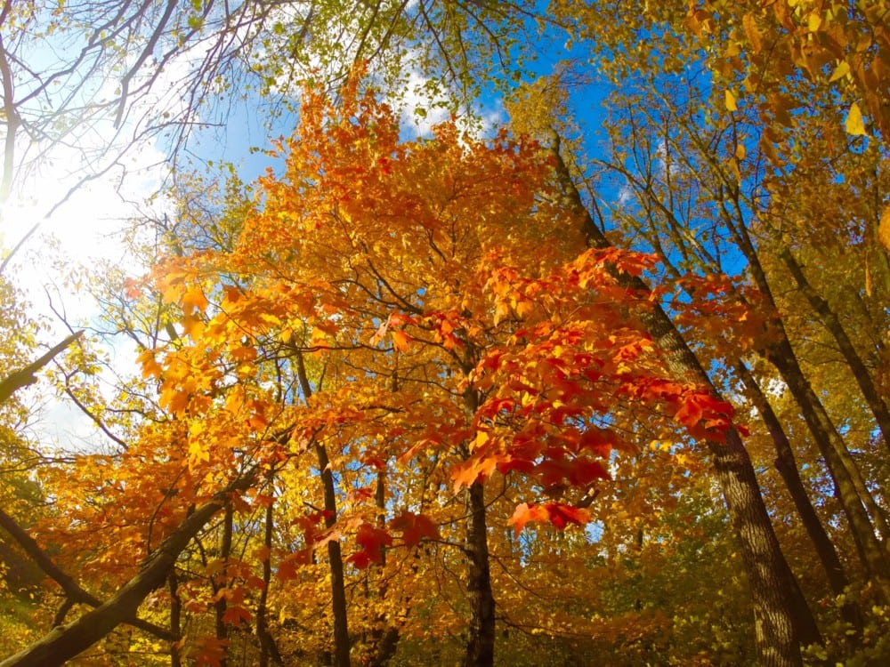 Sunlight shines through a forest of tall trees with vibrant orange and yellow autumn leaves against a bright blue sky, as peak fall colors are arriving soon in Alexandria area, creating a warm and lively fall atmosphere.