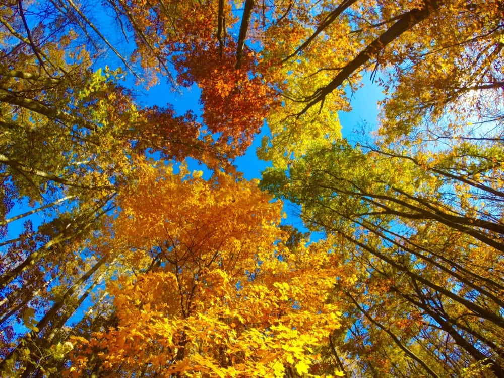 Trees with vibrant autumn leaves in shades of yellow, orange, and red form a colorful canopy overhead—one of the great places to enjoy fall colors in the Alexandria Lakes Area, all set against a bright blue sky.
