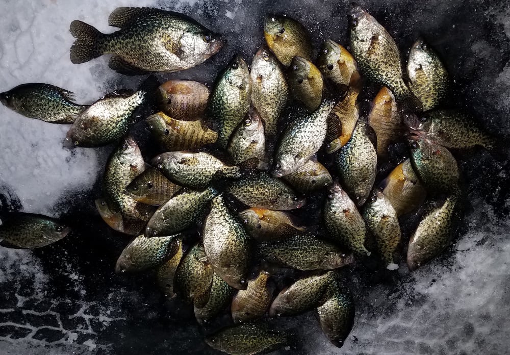 A pile of freshly caught panfish with speckled scales lies on a dark, icy surface. The fish appear to be crappie, their silvery-yellow bodies clustered closely together.