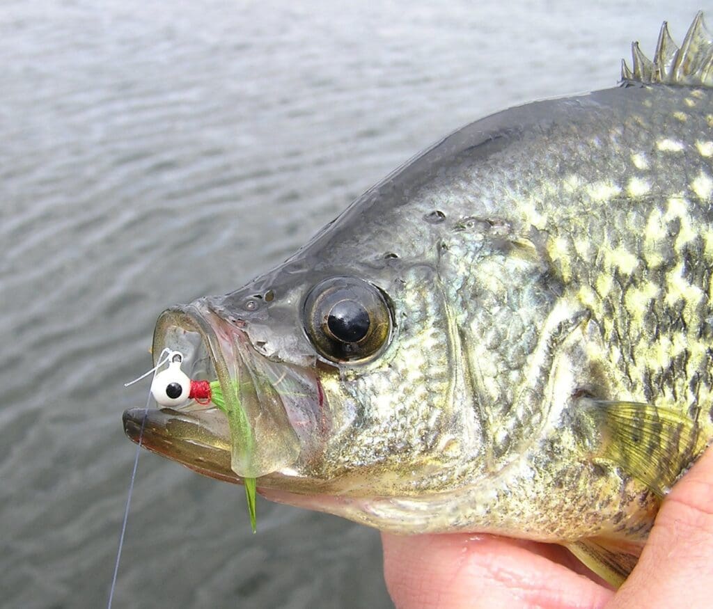 A close-up of a person holding a crappie fish above water, with a fishing lure hooked in its mouth. The background shows rippling water—perfect for highlighting your next Panfish Report.