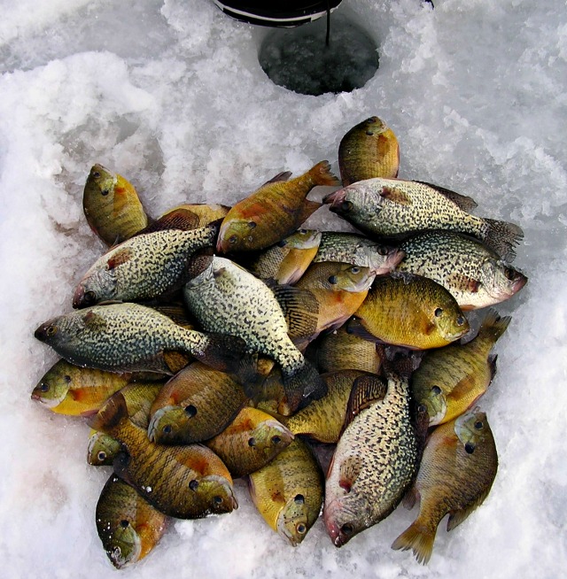 A pile of freshly caught sunfish and crappies of various patterns and colors lies on snow-covered ice near a circular ice fishing hole, reflecting a day of successful ice fishing.