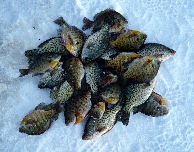 A pile of freshly caught fish, mostly crappies and bluegills from an ice fishing trip, lies on icy snow as the first signs of snow melt appear, their mottled greenish, yellow, and brown scales glistening.