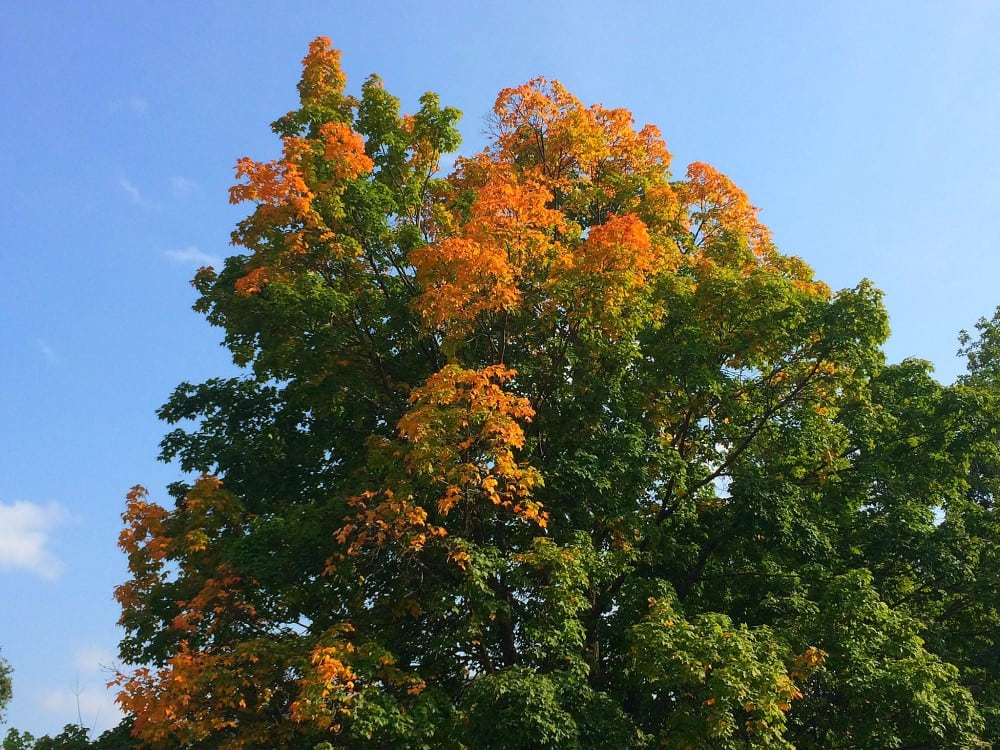 A large tree with green leaves and patches of orange foliage, showing the early stages of autumn, stands against a clear blue sky—a beautiful fall color update for Alexandria MN.