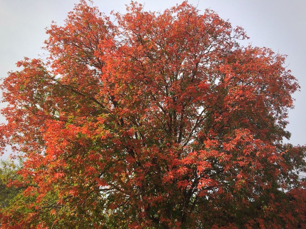 A large tree with vibrant red and orange leaves stands against a lightly overcast sky, capturing the colors of autumn as peak fall colors arrive soon in the Alexandria area.