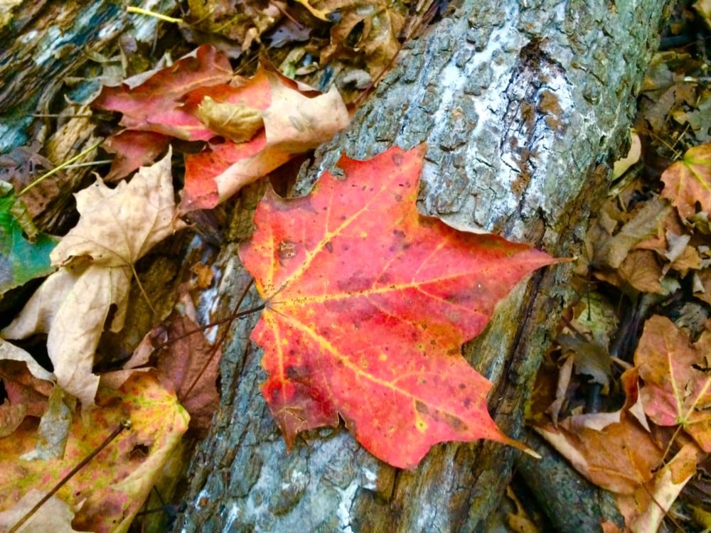 A vibrant red maple leaf rests on a rough, textured log, surrounded by fallen autumn leaves in shades of brown and tan as the Alexandria area begins to display nice fall colors.