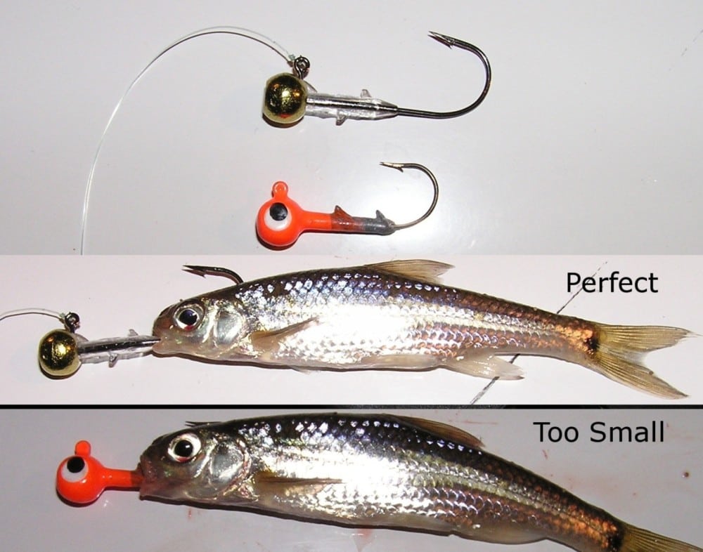 Fishing tip: Two jig hooks—one gold and one orange—are shown above and below a bait fish. The gold jig fits the fish perfectly, while the orange one is labeled "Too Small" and is too short for proper Walleye fishing.