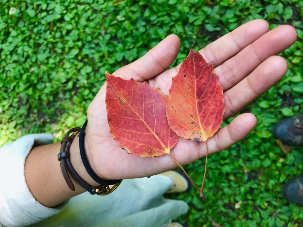 A hand holding two red-orange autumn leaves in Alexandria, with a background of green grass. The person is wearing bracelets and a light-colored sleeve.