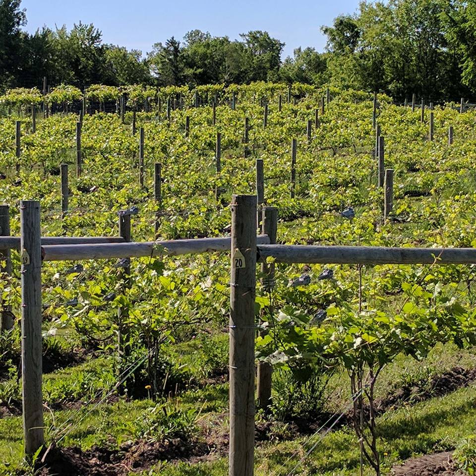 Rows of grapevines grow in the L'Etoile du Nord vineyard, supported by wooden posts and wires, with green leaves and lush grass beneath. Trees surround the vineyard in the background under a clear sky.