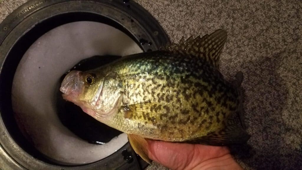 A person shows off a crappie fish with mottled yellow and green scales, freshly caught while ice fishing, next to an ice fishing hole on a carpeted surface.