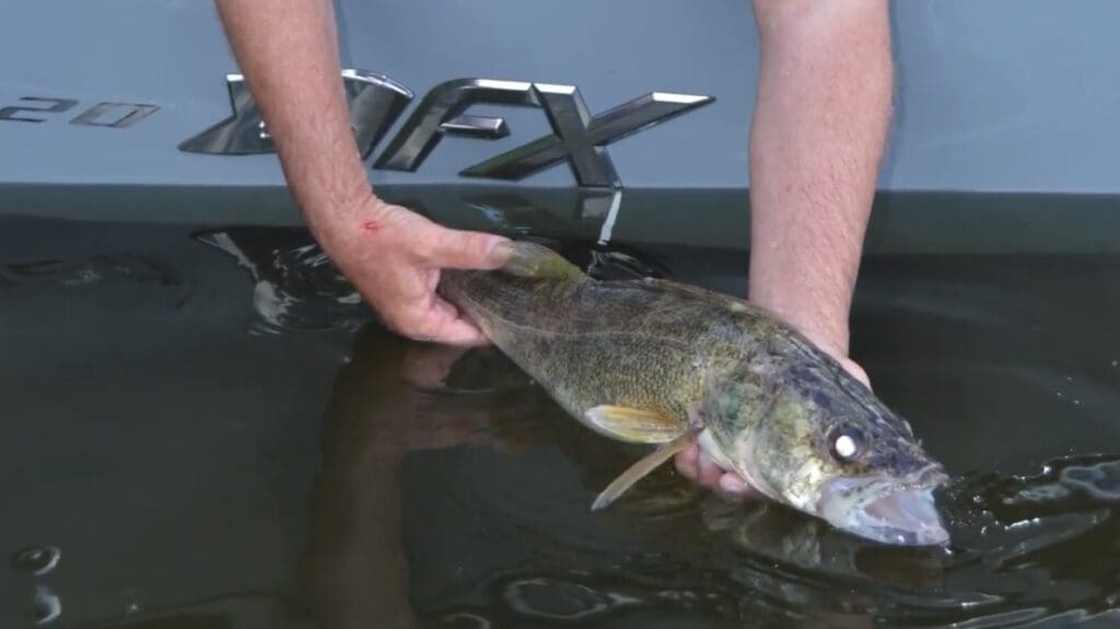 A person gently releases a walleye fish into the water near a boat with "XFX" visible on the side in the scenic Alexandria Lakes area.