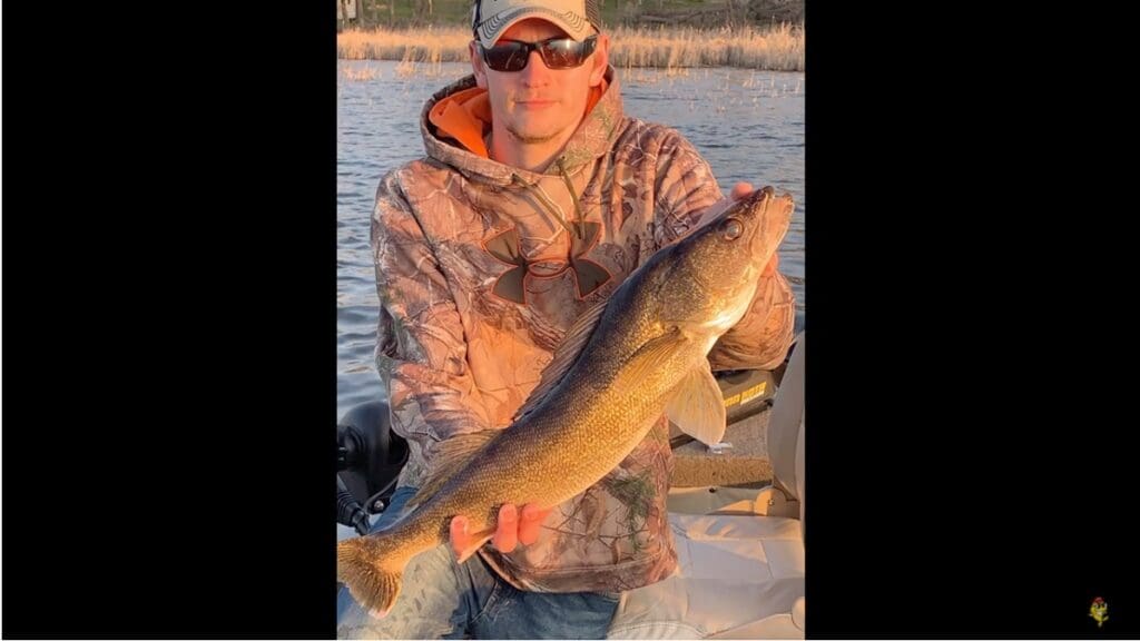 A person wearing a camouflage hoodie, sunglasses, and a cap holds a large walleye fish while fishing from a boat on a lake, with reeds and trees visible in the background.