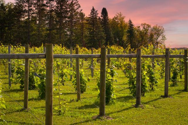Rows of grapevines grow on trellises at 68 & Vine Veterans Winery, with lush green grass beneath and tall trees in the background under a pink and orange sunset sky.
