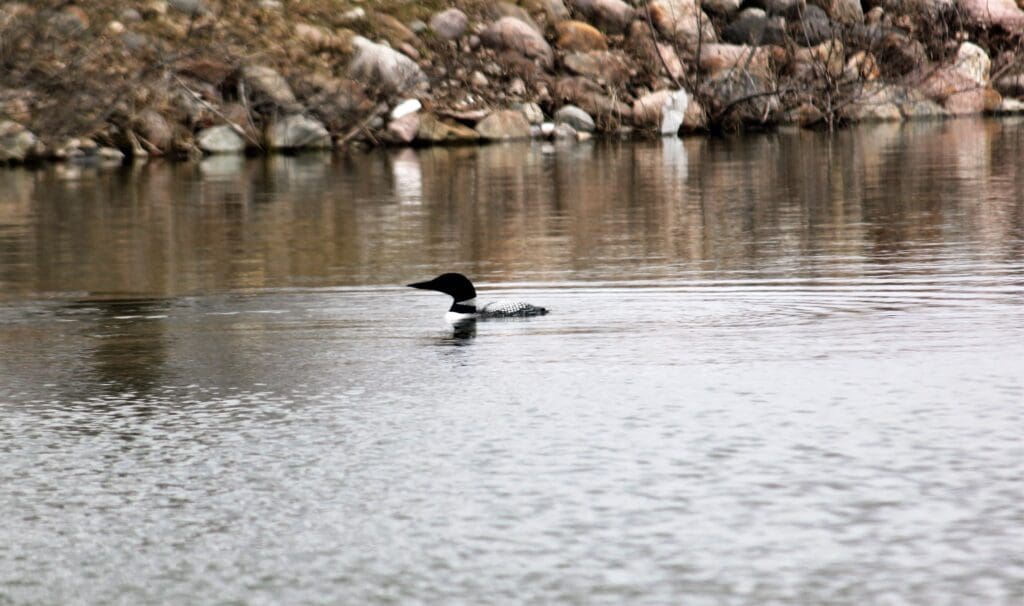 A black-and-white loon swims alone on a calm, reflective lake near a rocky, brush-lined shore, embodying the quiet beauty of northern wildlife.