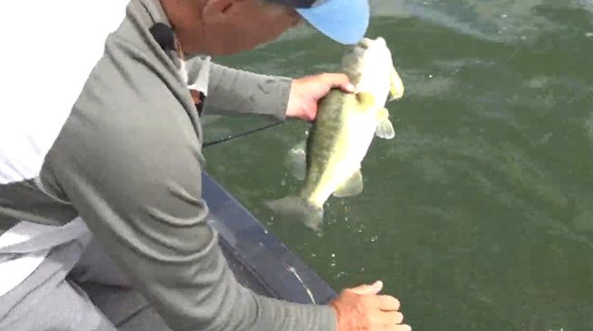 A person in a gray and white shirt and blue cap releases a bigger bass into the water from the edge of a boat.