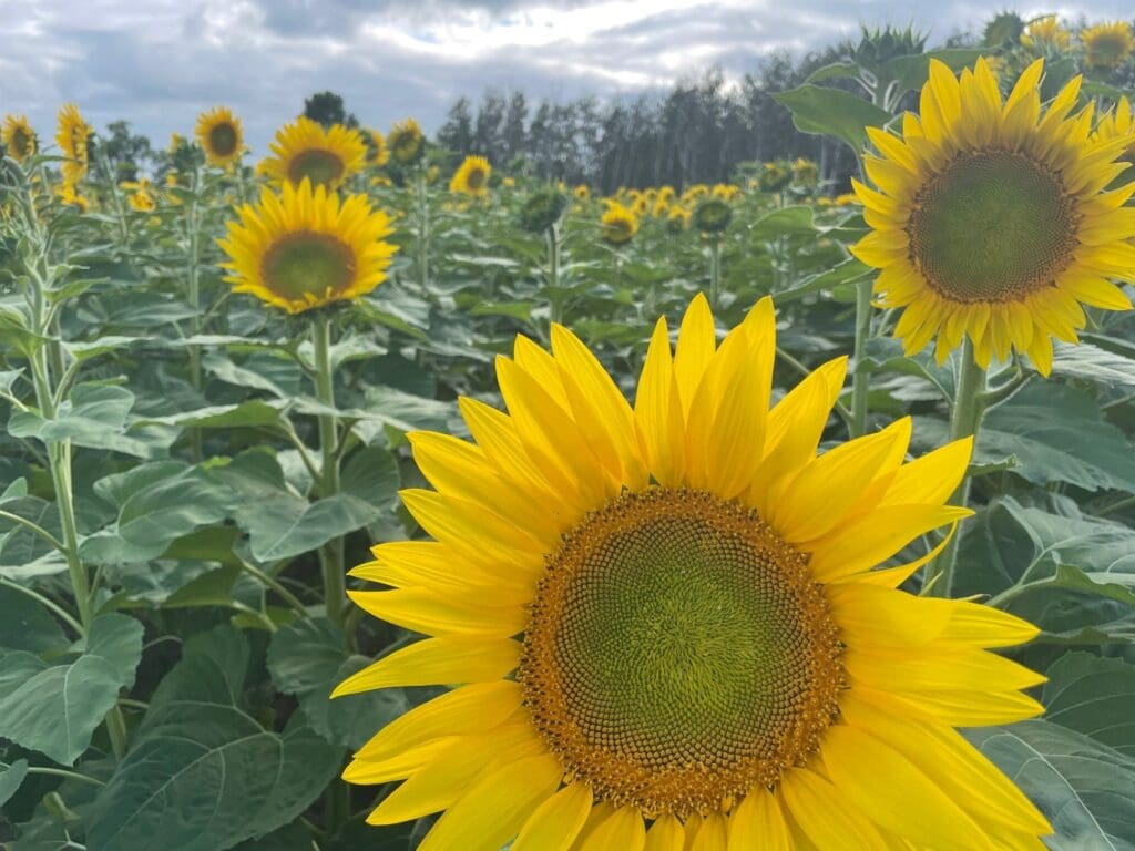 A close-up of a bright yellow sunflower stands out in a field of sunflowers under a cloudy sky, surrounded by green leaves and several other sunflowers in the background.