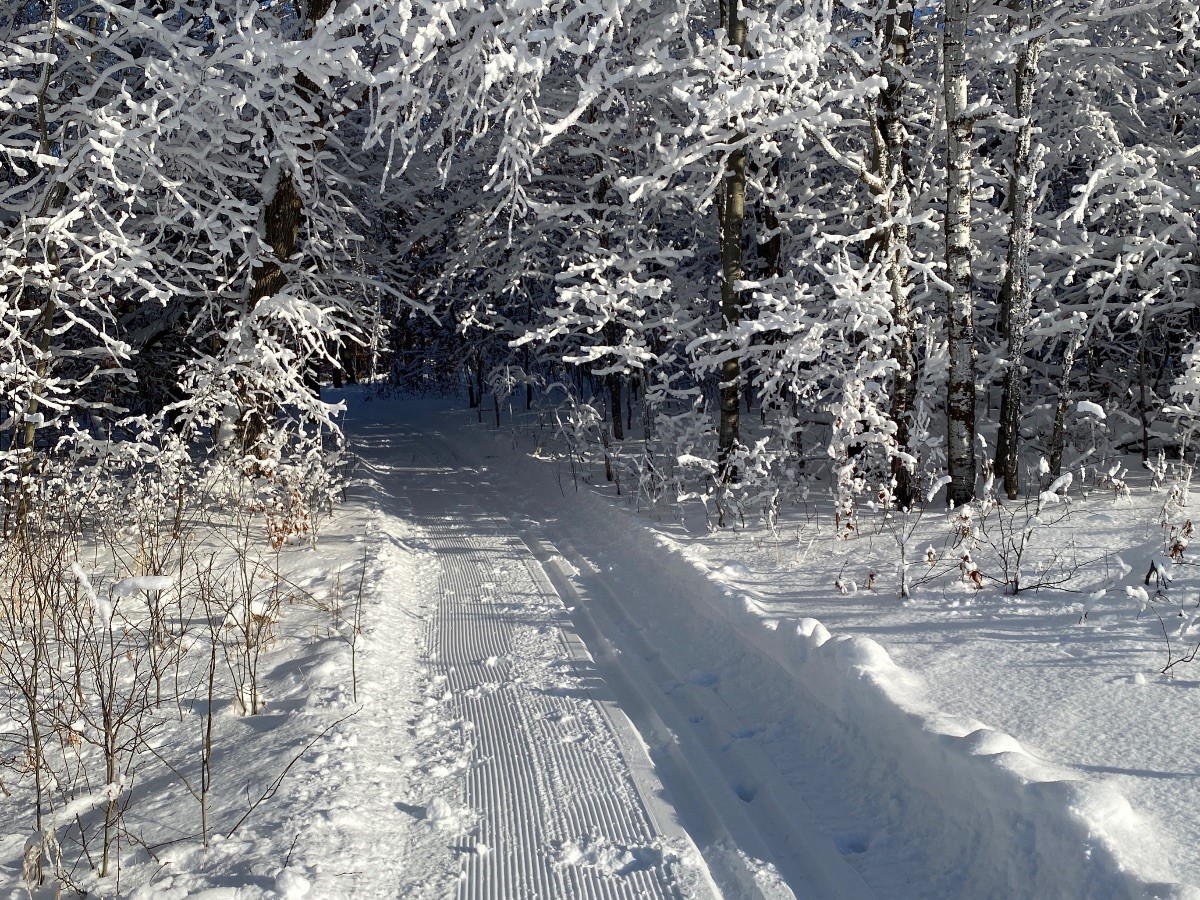 A snow-covered forest trail with groomed tracks—part of the Bold North Trails—leads through trees blanketed in fresh white snow on a sunny winter day. Sunlight filters through branches, casting shadows on the sparkling ground.