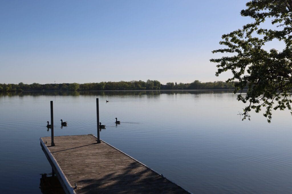A wooden dock extends into Lake Agnes, where four ducks swim nearby. Trees line the distant shore and a leafy branch hangs over the water on the right side under a clear blue sky.