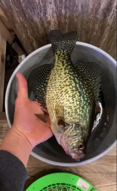 A person holds a large speckled crappie fish over a gray bucket, showcasing its size and distinct black and yellow-green pattern. Part of a green Goodies Ice Fishing tool is visible at the bottom of the image.