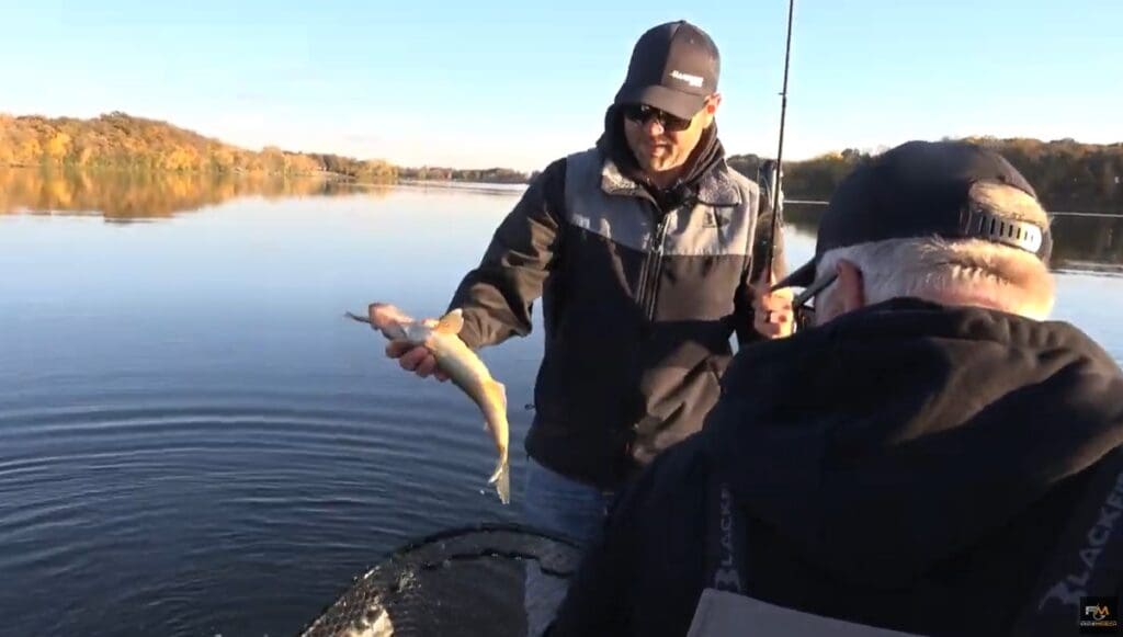 Two people fishing on a calm lake; one person, after catching walleyes on a jig and a minnow, holds up a small fish above a net while the other looks on. Trees with autumn foliage line the shore in the background.