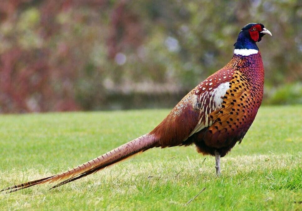 A male pheasant with colorful, iridescent plumage, long tail, and red face stands on green grass with a blurred, natural background—an ideal scene admired by members of the American Heritage Hunting Club.