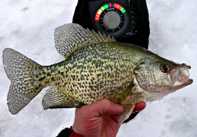 A person holds a speckled crappie fish in front of an ice fishing sonar device during December ice fishing, with ice visible in the background.