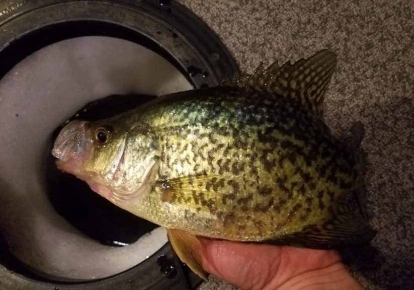 A person shows off a crappie fish with mottled yellow and green scales, freshly caught while ice fishing, next to an ice fishing hole on a carpeted surface.