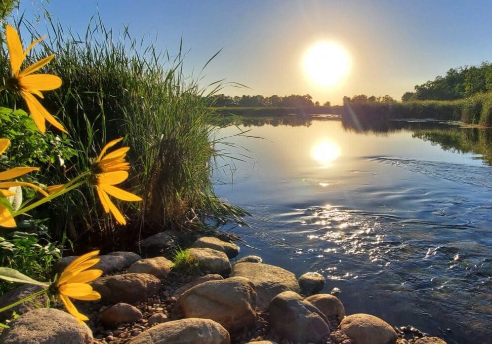 Bright yellow flowers and tall grasses line a rocky riverbank at sunset in Lake Carlos State Park. The sun is low, its reflection shimmering on the calm water, with distant trees under a clear blue sky.