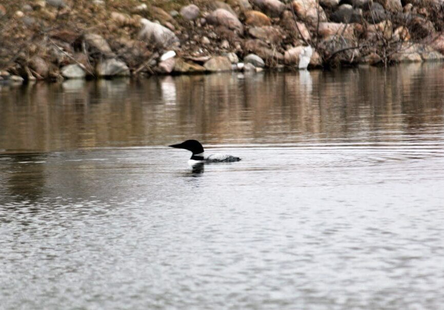 A black-and-white loon swims alone on a calm, reflective lake near a rocky, brush-lined shore, embodying the quiet beauty of northern wildlife.