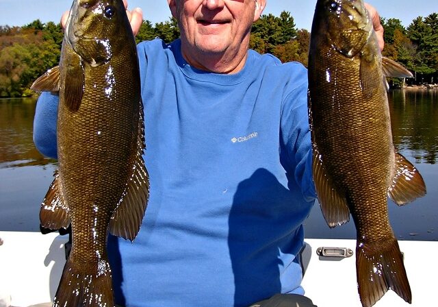 A man wearing sunglasses, a blue shirt, and a purple hat sits in a boat, proudly holding up two large smallmouth bass in Minnesota, with a scenic lake and trees in the background.