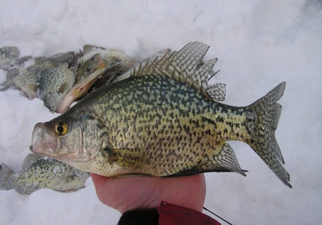 A person holding a large crappie fish with a speckled pattern over snow, featured in a recent fishing report, with more similar fish lying on the snowy ground in the background.