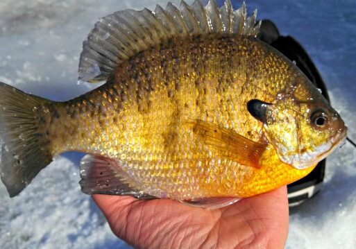 A person holds a colorful bluegill fish with golden-yellow and green scales, displaying it above a surface of ice—perfect for the last call for ice fishing.