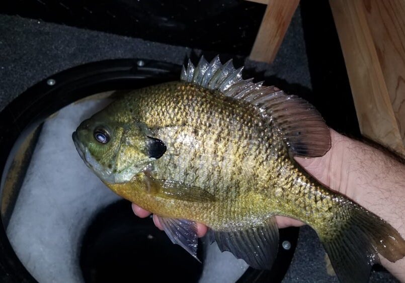 A person holds a freshly caught sunfish over an ice fishing hole, with shimmering ice and wooden surfaces visible in the background.