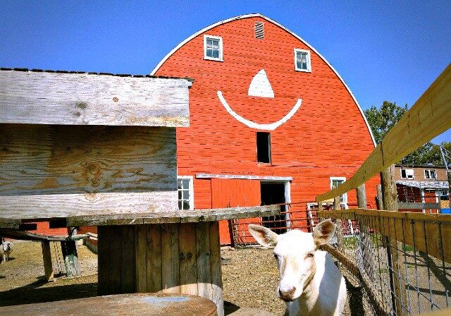 A white goat stands in front of a red barn with a large, white, smiling face painted on it at Erickson's Petting Zoo, under a clear blue sky. The barn and wooden structures surround the fenced area.