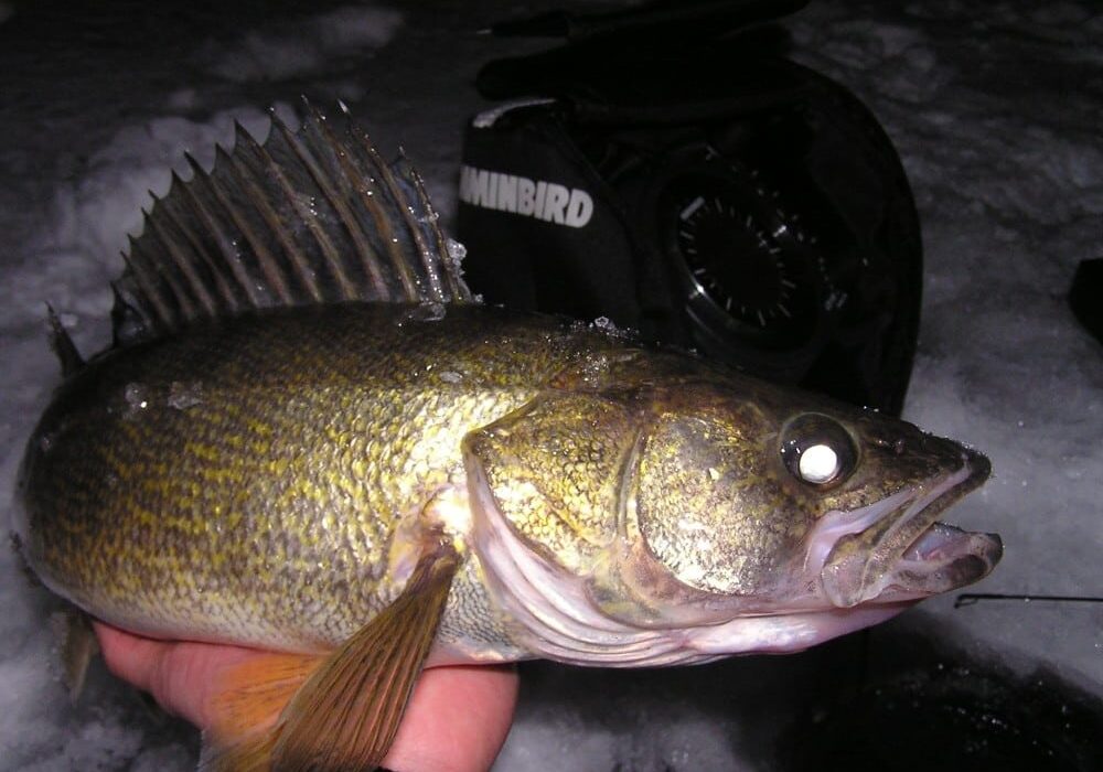 A person holds a large walleye fish with spiky dorsal fins. The golden, speckled body pops in this close-up, while ice and fishing equipment frame the scene—perfect for the latest Alexandria ice update and fishing report.
