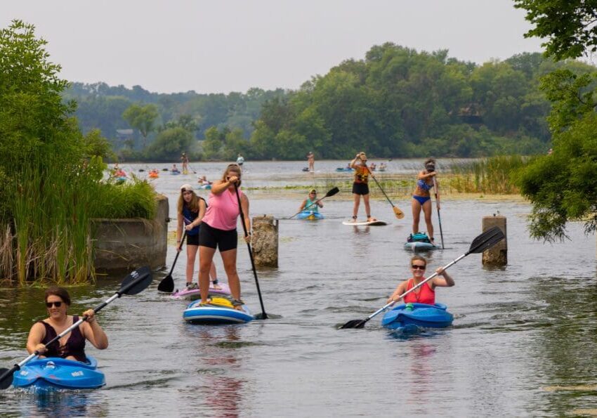 People enjoy paddleboarding and kayaking on Alexandria’s calm waterways, surrounded by lush greenery. Some stand and paddle while others sit, creating a relaxed Paddlefest atmosphere among trees and reeds lining the river.